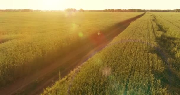 Flygfoto på ung pojke, som rider en cykel genom ett vete gräs fält på den gamla landsvägen. Solljus och strålar. — Stockvideo