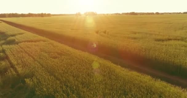 Vue aérienne sur le jeune garçon, qui monte à vélo à travers un champ d'herbe de blé sur la vieille route rurale. Lumière du soleil et rayons. — Video