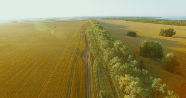 Vista aerea UHD 4K. Volo basso sopra il campo rurale di grano verde e giallo e la linea degli alberi — Video Stock