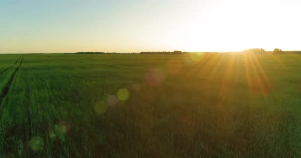 Vol à basse altitude au-dessus d'un champ d'été rural avec un paysage jaune infini en soirée ensoleillée d'été. Rayons solaires à l'horizon.