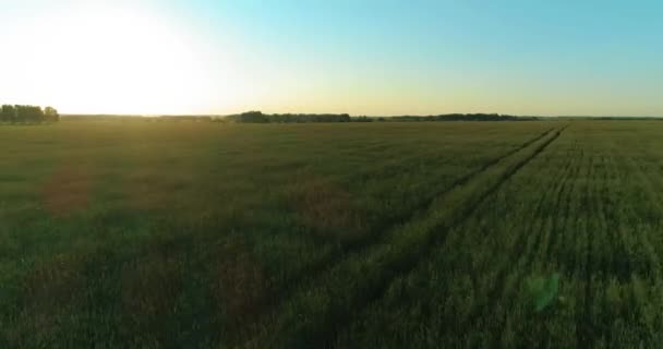 Laaggelegen vlucht boven landelijk zomerveld met eindeloos geel landschap op zomerzonnige avond. Zonnestralen aan de horizon. — Stockvideo