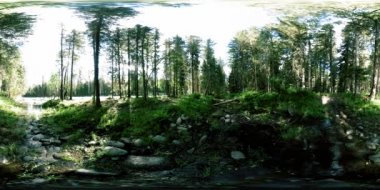 Vahşi bir ormanın 360 VR sanal gerçekliği. Çam ormanı, küçük, hızlı, soğuk dağ nehri. Ulusal park.