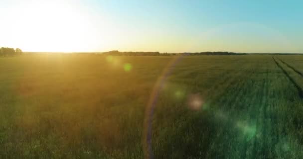 Vol à basse altitude au-dessus d'un champ d'été rural avec un paysage jaune infini en soirée ensoleillée d'été. Rayons solaires à l'horizon.