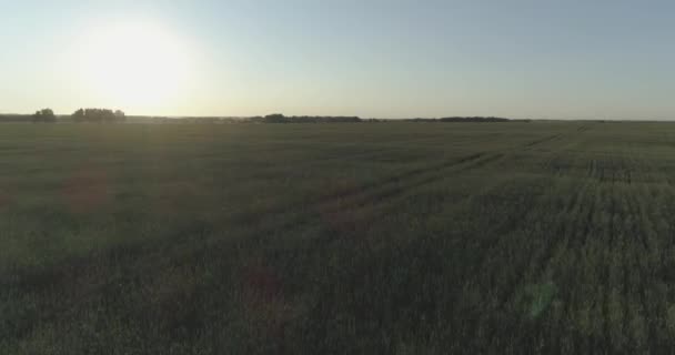 Vuelo de baja altitud sobre el campo de verano rural con un paisaje amarillo interminable en la tarde soleada de verano. Rayos de sol en el horizonte. — Vídeos de Stock