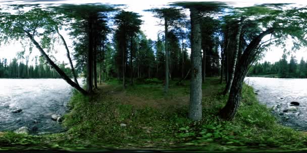 360 VR realidad virtual de un bosque salvaje. Bosque de pinos, pequeño río de montaña rápido y frío. Parque Nacional. — Vídeo de stock