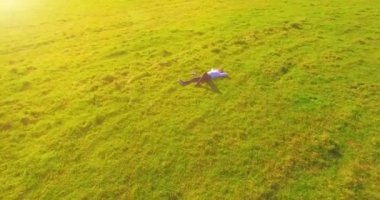 Yeşil çimlerin üzerinde sarı kırsal alanda not defteri olan bir adamın etrafında alçak yörünge uçuşları..