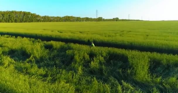 Luftfoto på ung dreng, der cykler gennem en hvedegræsmark på den gamle landevej. Sollys og stråler. – Stock-video