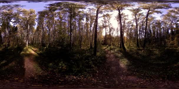 UHD 4K 360 VR Virtual Reality eines Erholungsgebietes im Stadtpark. Bäume und grünes Gras am Herbst- oder Sommertag — Stockvideo