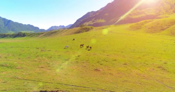 Terbang di atas kawanan kuda liar di padang rumput. Gunung musim semi alam liar. Konsep ekologi kebebasan. — Stok Video