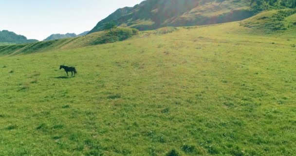 Volo sopra mandrie di cavalli selvatici sul prato. Primavera montagne natura selvaggia. Libertà concetto di ecologia. — Video Stock