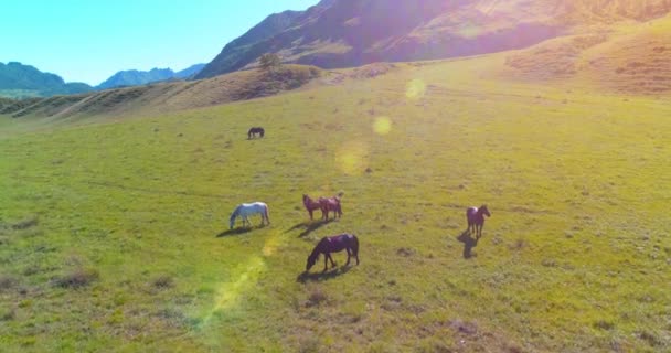 Flight over wild horses herd on meadow. Spring mountains wild nature. Freedom ecology concept. — Stock Video