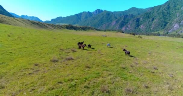 Vlucht over wilde paarden kudde op weide. Lente bergen wilde natuur. Vrijheid ecologisch concept. — Stockvideo