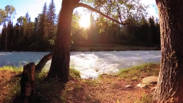 Prado na margem do rio da montanha. Paisagem com grama verde, pinheiros e raios de sol. Movimento em boneca deslizante motorizada. — Vídeo de Stock