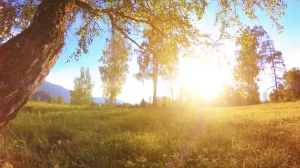 Ηλιόλουστο αγροτικό λιβάδι στο ορεινό τοπίο με πράσινο γρασίδι, δέντρα και ακτίνες του ήλιου. Διαγώνια κίνηση σε μηχανοκίνητη ολισθητή κούκλα. — Αρχείο Βίντεο