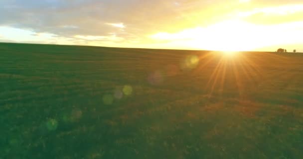 Güneşli yaz akşamında sonsuz sarı tarlaları olan kırsal kesimin üzerinde bir uçuş. Sonbahar gündoğumunda tarım arazisi — Stok video