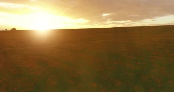 Політ над сільським літнім пейзажем з нескінченним жовтим полем у сонячний літній вечір. Сільськогосподарські угіддя на осінньому сході сонця — стокове відео