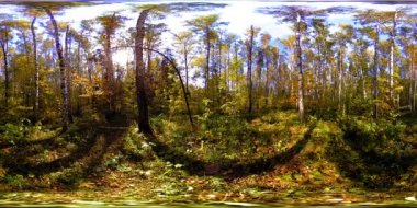 Bir şehir parkının UHD 4K 360 VR Sanal Gerçekliği. Sonbaharda ya da yaz gününde ağaçlar ve yeşil çimenler