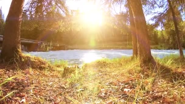 Äng vid bergsflodens strand. Landskap med grönt gräs, tallar och solstrålar. Rörelse på motordriven sliderdocka. — Stockvideo