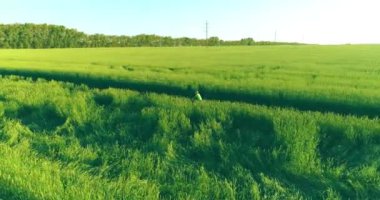 Kırsal yoldaki bir çim tarlasında bisiklet süren genç bir çocuğun hava manzarası. Güneş ışığı ve ışınlar.
