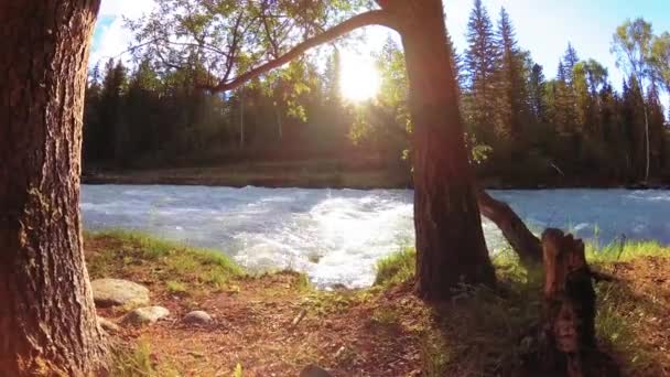 Meadow a hegyi folyóparton. Tájkép zöld fűvel, fenyőfákkal és napsugarakkal. Motoros tolókocsi mozgása. — Stock videók