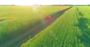 Kırsal yoldaki bir çim tarlasında bisiklet süren genç bir çocuğun hava manzarası. Güneş ışığı ve ışınlar.