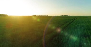 Yaz mevsiminde, sonsuz sarı manzaralı kırsal arazinin üzerinde alçak irtifa uçuşu. Ufuktaki güneş ışınları.