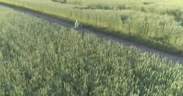 Luchtfoto op jonge jongen, die rijdt op een fiets door een graan grasveld op de oude landelijke weg. Zonlicht en stralen. — Stockvideo