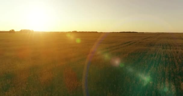 Voo de baixa altitude acima do campo de verão rural com infinita paisagem amarela na noite ensolarada de verão. Raios solares no horizonte. — Vídeo de Stock