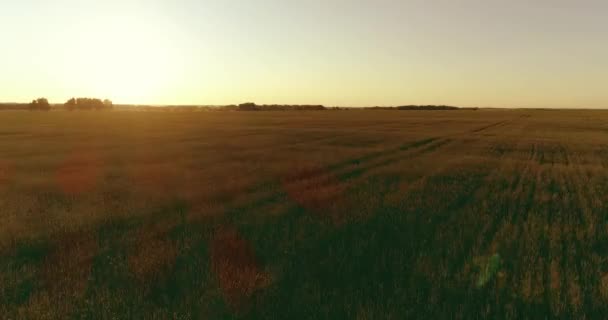 Låg höjd flygning över landsbygden sommarfält med oändligt gult landskap på sommaren solig kväll. Solstrålar vid horisonten. — Stockvideo