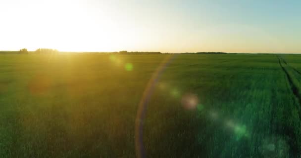 Vol à basse altitude au-dessus d'un champ d'été rural avec un paysage jaune infini en soirée ensoleillée d'été. Rayons solaires à l'horizon.