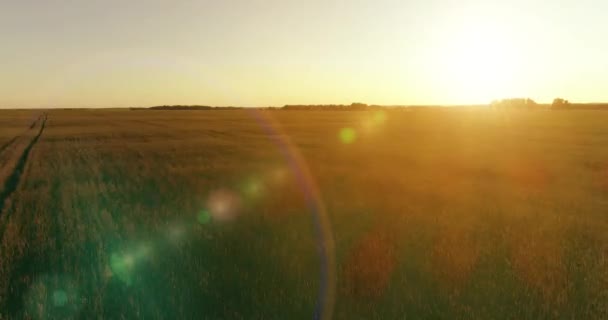 Vol à basse altitude au-dessus d'un champ d'été rural avec un paysage jaune infini en soirée ensoleillée d'été. Rayons solaires à l'horizon.