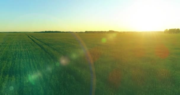 Vol à basse altitude au-dessus d'un champ d'été rural avec un paysage jaune infini en soirée ensoleillée d'été. Rayons solaires à l'horizon. — Video