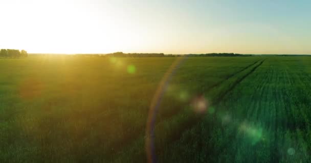 Vol à basse altitude au-dessus d'un champ d'été rural avec un paysage jaune infini en soirée ensoleillée d'été. Rayons solaires à l'horizon.