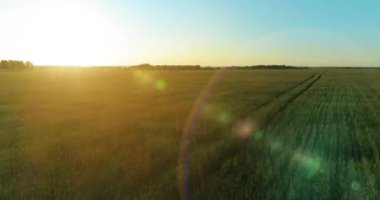 Yaz mevsiminde, sonsuz sarı manzaralı kırsal arazinin üzerinde alçak irtifa uçuşu. Ufuktaki güneş ışınları.