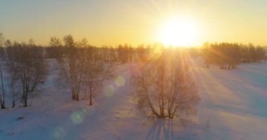 Arktik çayırlı soğuk kış manzarası, karla kaplı ağaçlar ve ufukta sabah güneşleri..