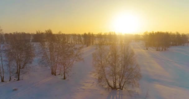 Luchtfoto drone uitzicht op koud winterlandschap met poolveld, bomen bedekt met vorst sneeuw en ochtendzon stralen over horizon. — Stockvideo