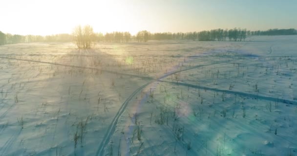 Aerial drone view of cold winter landscape with arctic field, trees covered with frost snow and morning sun rays over horizon. — Stock Video