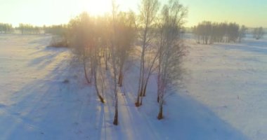 Arktik çayırlı soğuk kış manzarası, karla kaplı ağaçlar ve ufukta sabah güneşleri..