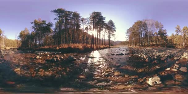 360 VR realidade virtual de uma montanha selvagem, pinhal e fluxos de rio. Parque nacional, prado e raios de sol. — Vídeo de Stock