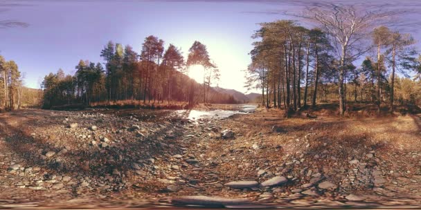 360 VR realidade virtual de uma montanha selvagem, pinhal e fluxos de rio. Parque nacional, prado e raios de sol. — Vídeo de Stock