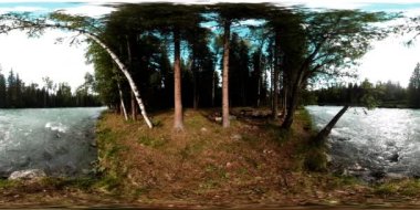 Vahşi bir ormanın 360 VR sanal gerçekliği. Çam ormanı, küçük, hızlı, soğuk dağ nehri. Ulusal park.