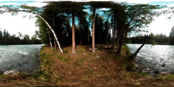 360 VR realidade virtual de uma floresta selvagem. Floresta de pinheiro, pequeno e rápido rio de montanha frio. Parque nacional. — Vídeo de Stock