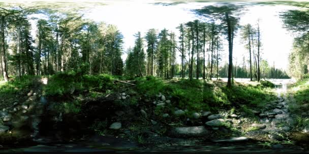 360 VR virtuální realita divokého lesa. Borový les, malá, rychlá, studená horská řeka. Národní park. — Stock video