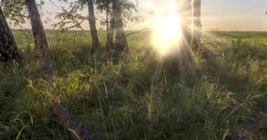 Yazın ya da sonbaharda çayır zamanlaması. Kırsal alan cadısı güneş ışınları, ağaçlar ve yeşil çimenler. Motorlu doli kaydırma hareketi