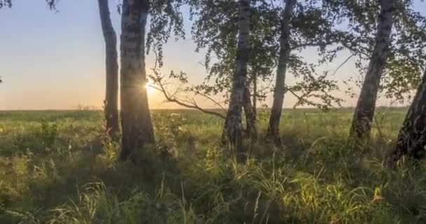 Meadow timelapse το καλοκαίρι ή το φθινόπωρο. Αγροτικό πεδίο ακτίνες ήλιο μάγισσα, δέντρα και πράσινο γρασίδι. Μηχανοκίνητη κίνηση ολισθητήρα — Αρχείο Βίντεο
