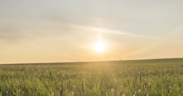 Yaz ya da sonbahar zamanında Hill Meadow zaman kapsülü. Vahşi sonsuz doğa ve kırsal alan. Yeşil çimlerin üzerinde güneş ışınları. Motorlu doli kaydırma hareketi — Stok video