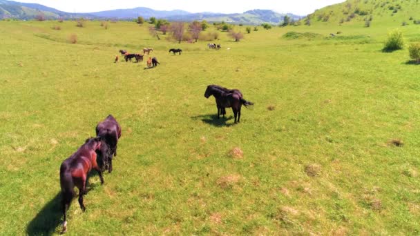 Vuelo sobre el rebaño de caballos salvajes en el prado de montaña. Verano montañas naturaleza salvaje. Concepto de ecología de libertad. — Vídeos de Stock