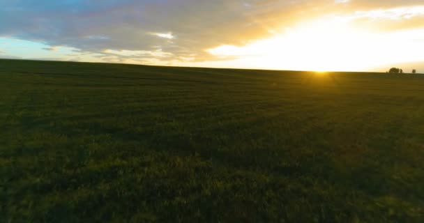 Vuelo sobre el paisaje rural de verano con un campo amarillo infinito en la soleada noche de verano. Campos agrícolas al amanecer de otoño — Vídeos de Stock