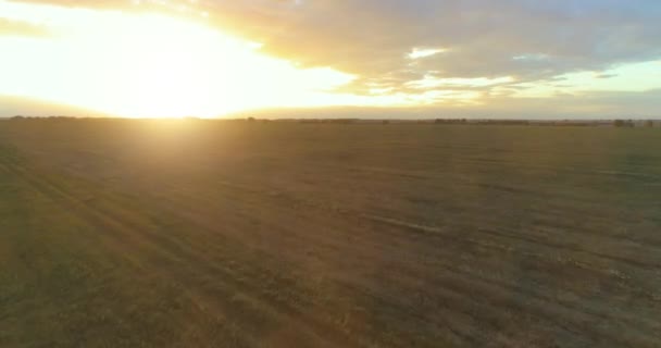 Flug über ländliche Sommerlandschaft mit endlosem gelben Feld am sonnigen Sommerabend. Landwirtschaftliches Ackerland bei Sonnenaufgang im Herbst — Stockvideo