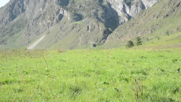 Senderismo hombre caminando en el prado de montaña verde con mochila. Verano deporte y recreación concepto . — Vídeos de Stock